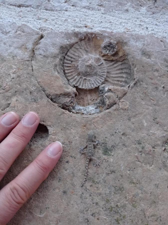 Apartmán Casarao Do Largo Da Eira Tomar Exteriér fotografie