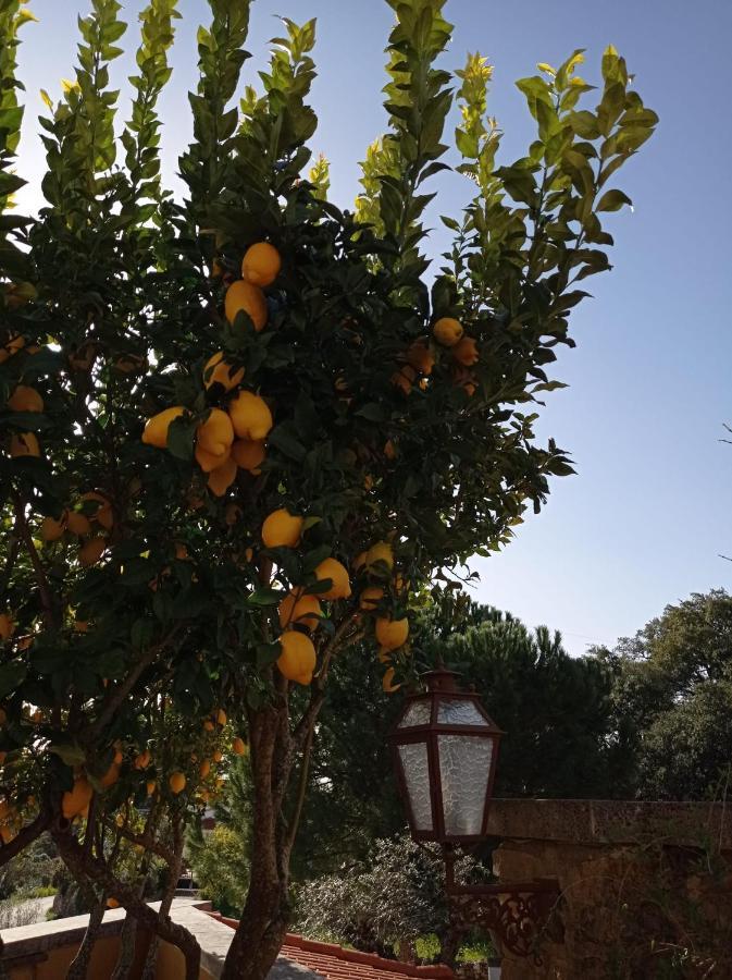 Apartmán Casarao Do Largo Da Eira Tomar Exteriér fotografie